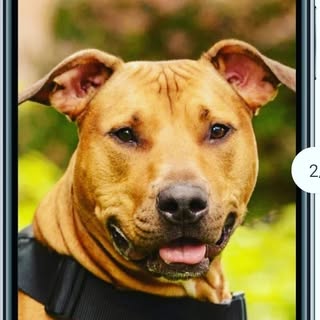 🦮 Tae |ridgeback pit mix|