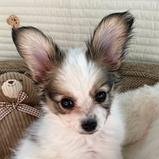 Sunny the Papillon☀️🍯🐶