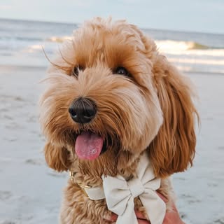 Waffles the Cobberdog