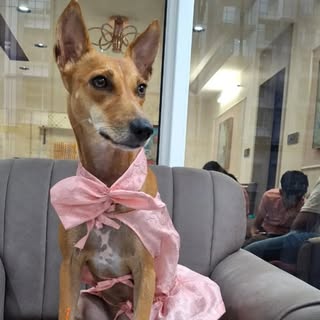 BELLA | The Indie Dog