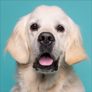 Custard | Explorer | Model | Foodie | Best friend