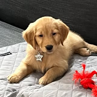 Lucy | Golden Retriever