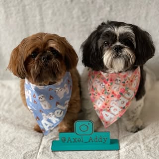 ☯️ Axel & Addy Shih Tzu Therapy Dogs