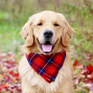 Harry | The Golden Retriever