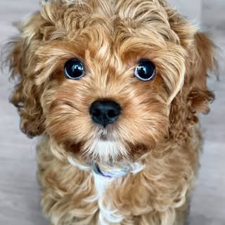 𝑀𝒾𝓁𝒶 🐾