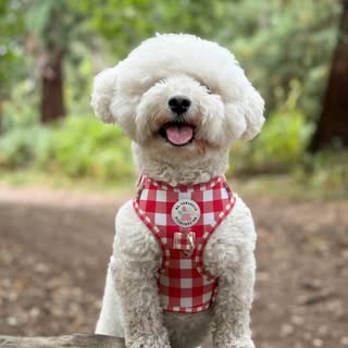 Pépé the Bichon Frise dog