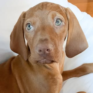 Pippi Louise Longpaws✿