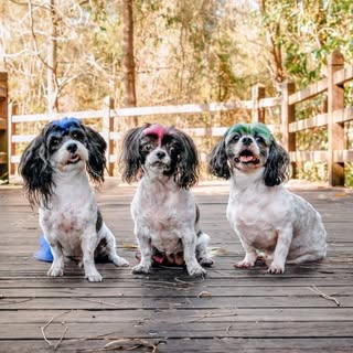 The Trio: Ru, Moo, Giz 🇦🇺
