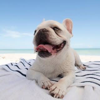 Mallow Frenchie