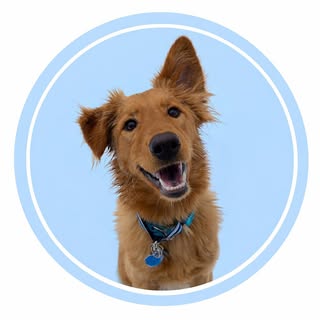 Penny | Rescue Dog Tips NYC