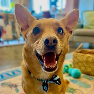 Milo
