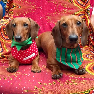 Bobby & Ivy, Adelaide Dachies.