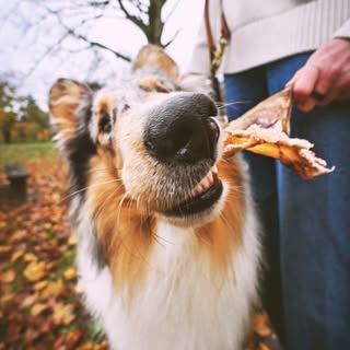 Gregor + Megan DeMott | life with a collie