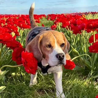 Baxter the Beagle🤎🤍🖤
