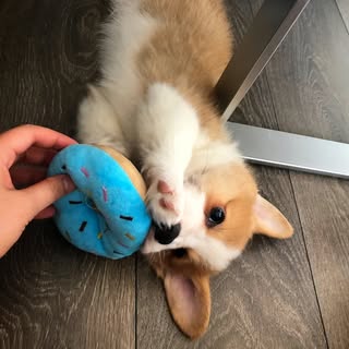Kobi The Corgi