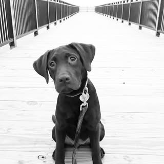 Hazel