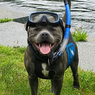 Rafe | Treasure Hunting Staffy ๐