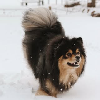 Toro the Pomeranian