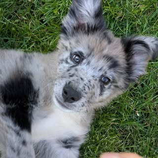 Frankie