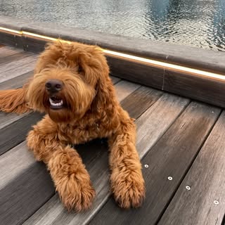 Cooper