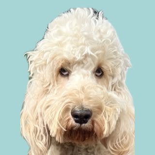 Alfred Le Cockapoo