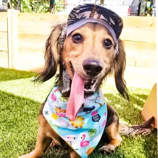 ▪️Skippy 𝕨𝕠𝕠𝕗 𝕨𝕠𝕠𝕗 🐾