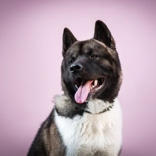 Hatchi The Bibi American Akita 🇯🇵🇺🇸