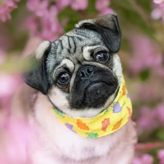 Phoebe Sue ● Pupfluencer