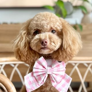 Poppy the Shmoodle | Melbourne Dog