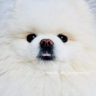 mochi 🐾　ポメラニアンのもち