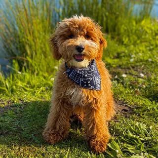 L O U I S | Mini Labradoodle 🐾