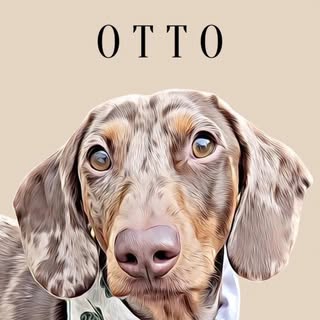 Otto the mini dachshund - Tiny sausage, big bark!