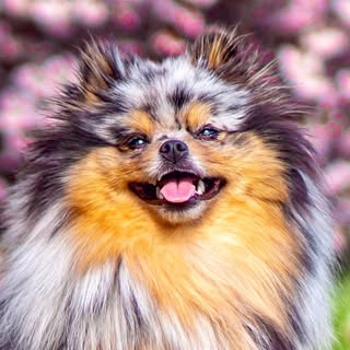 Koda