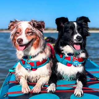 Kona & Meili - Mini Australian Shepherds