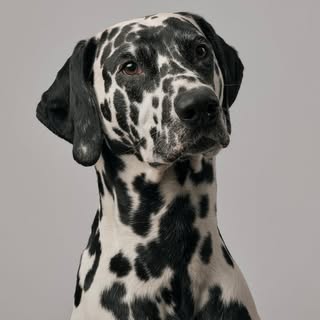 DIGBY the dalmatian๐พ