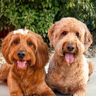 Enzo and Gigi