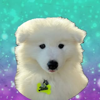 Marshmello the Samoyed 🐻‍❄️