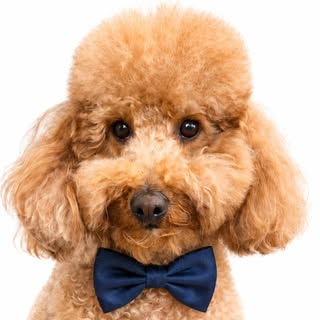 Freddie B | Cavapoo Dog 👑