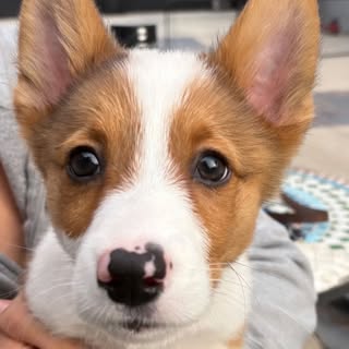 Winston | Chaotic Corgi 🐾