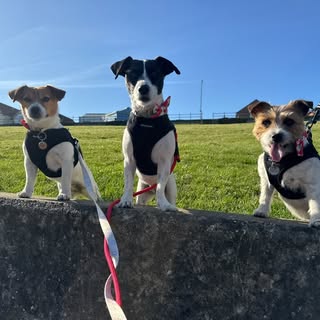 Noodle, Mochi & Zoni