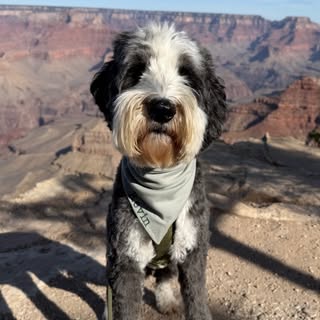 Kevin Malone the Sheepadoodle🐾