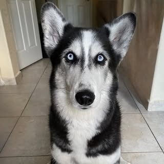 Akela The Husky 🐾