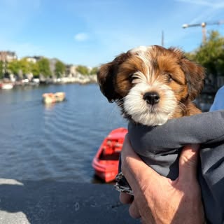 Fozzie Tommie Babs