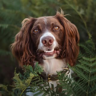 JINKY 🐾💚