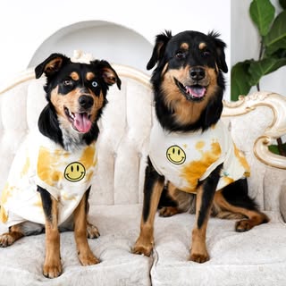 Zayla & Zachi | Daily Dog Life