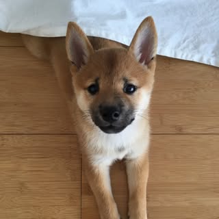 Fuji Shiba Inu Puppy