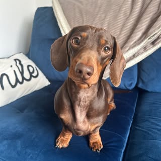 Sir Reggie 👑