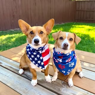 Tex and Rowdy
