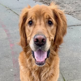 Coco | Toronto Golden Retriever