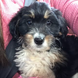Coconut the Mini Bernedoodle 🐾